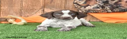 German Shorthaired Pointer dogs for sale: Sophie - Ad 4