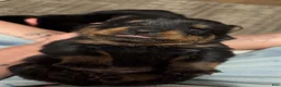 Rottweiler dogs for sale: Rottweiler 1 - Ad 3
