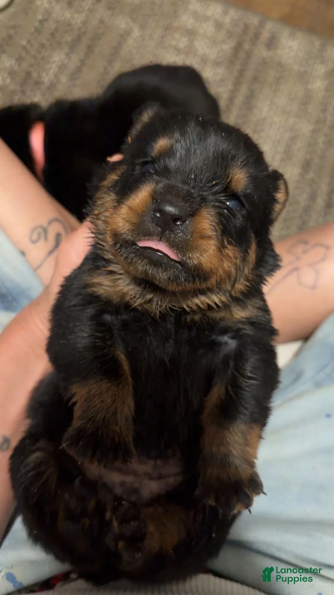 Rottweiler dogs for sale: Rottweiler 1 - Ad 3