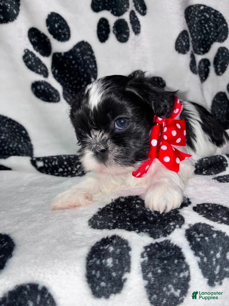 Shih Tzu dogs Pepper - Ad 1