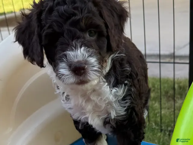 Mini Aussiedoodle dogs for sale: Gale - Ad 39