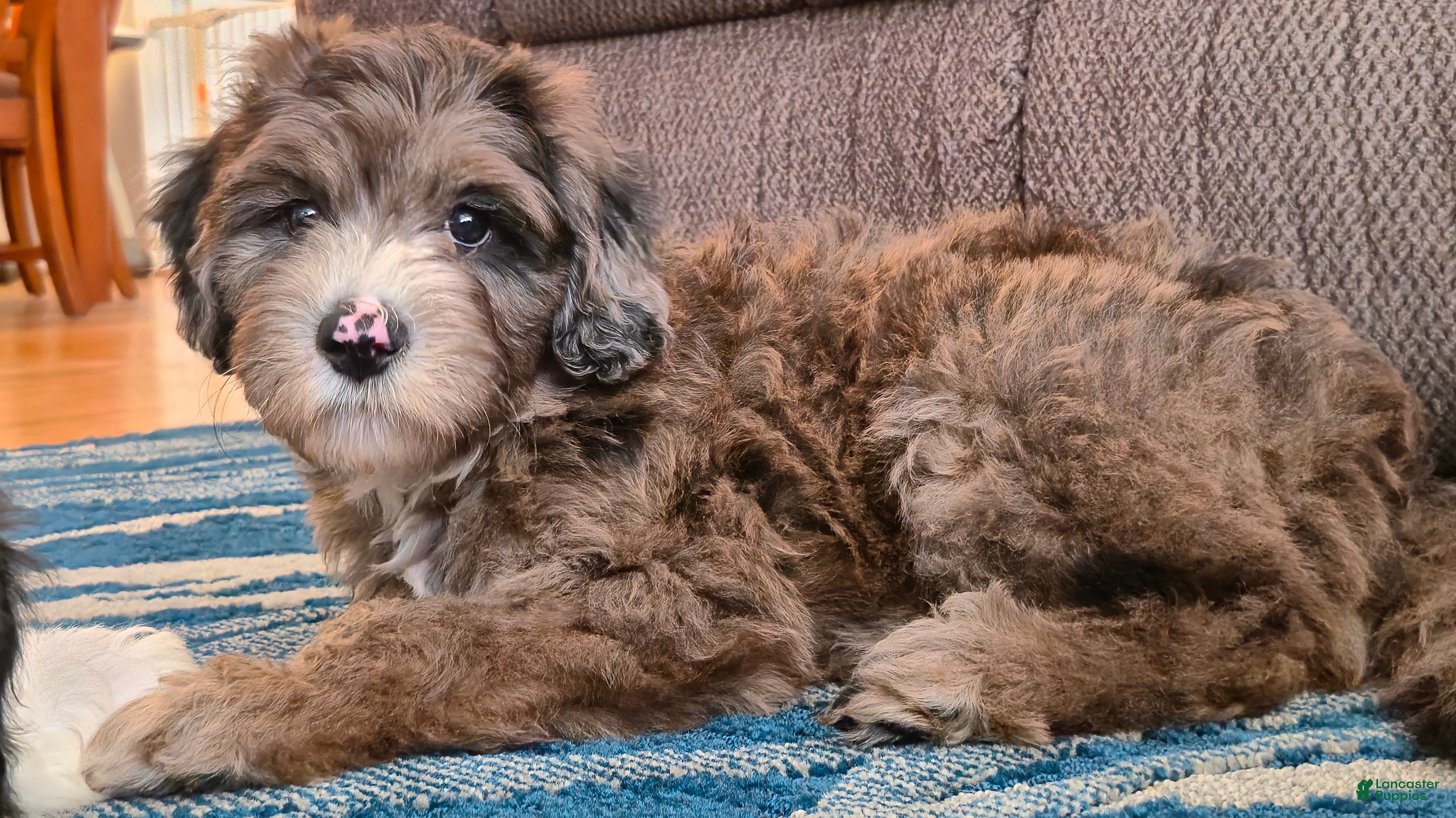 Mini Sheepadoodle dogs Rocky - Ad 2
