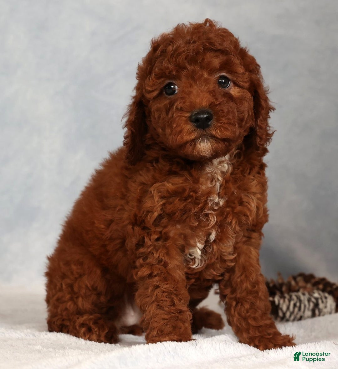 Miniature Poodle dogs for sale: Sandy - Ad 4
