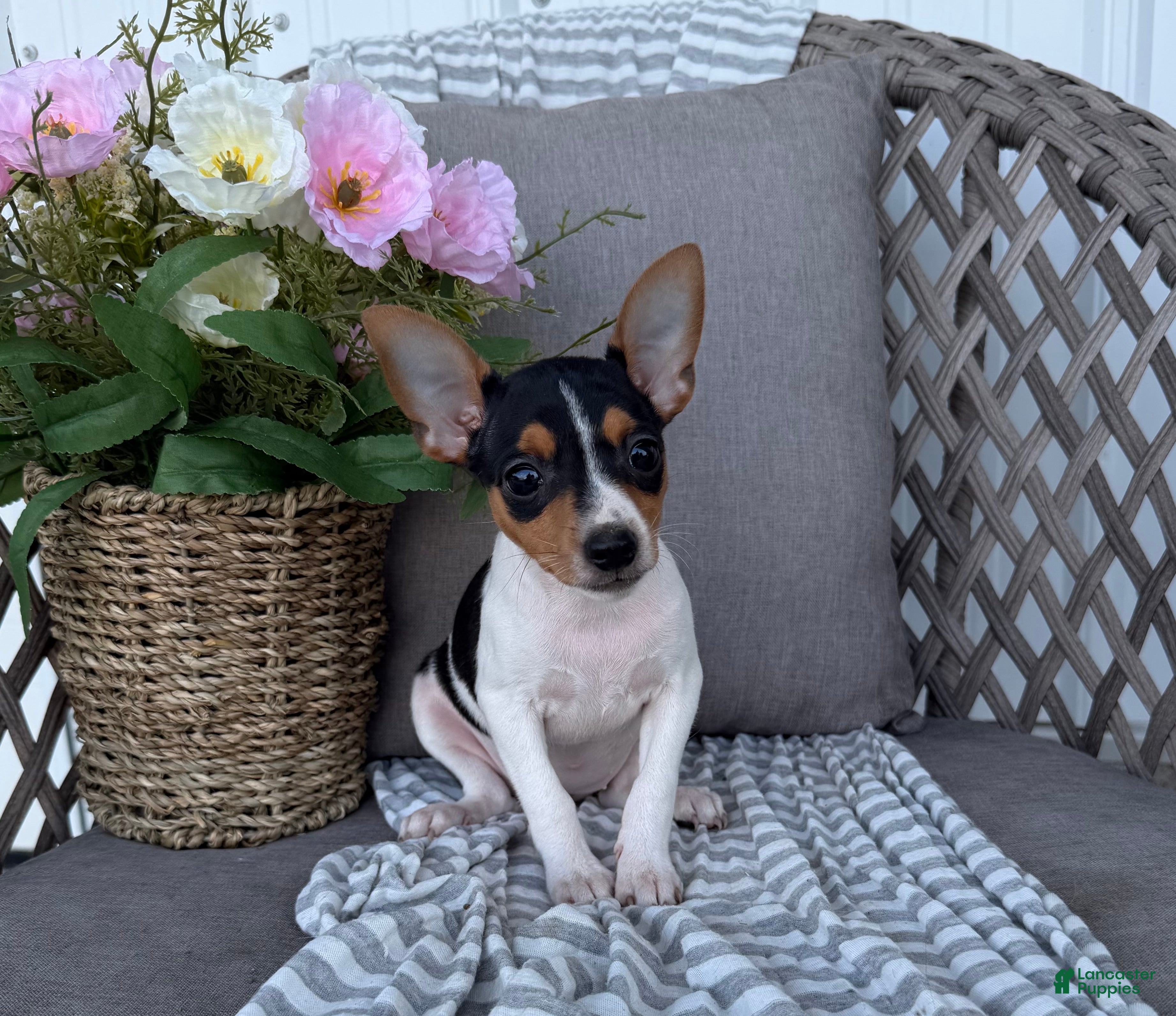 Toy Fox Terrier dogs Tinker - Ad 1