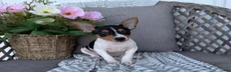 Toy Fox Terrier dogs for sale: Tinker - Ad 1
