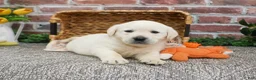 Labrador Retriever dogs for sale: Julian  - Ad 3
