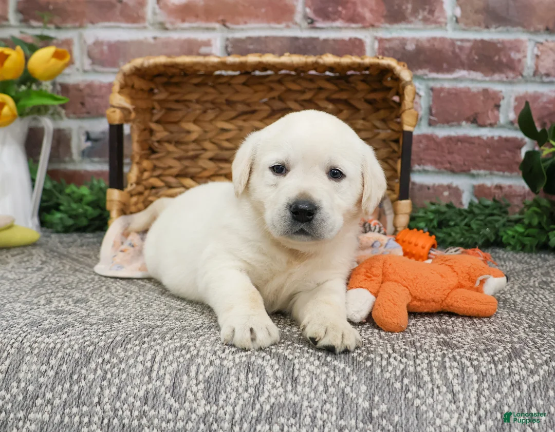 Labrador Retriever dogs for sale: Julian  - Ad 3