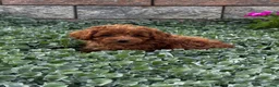 Toy Poodle dogs for sale: Small Pluto - Ad 4