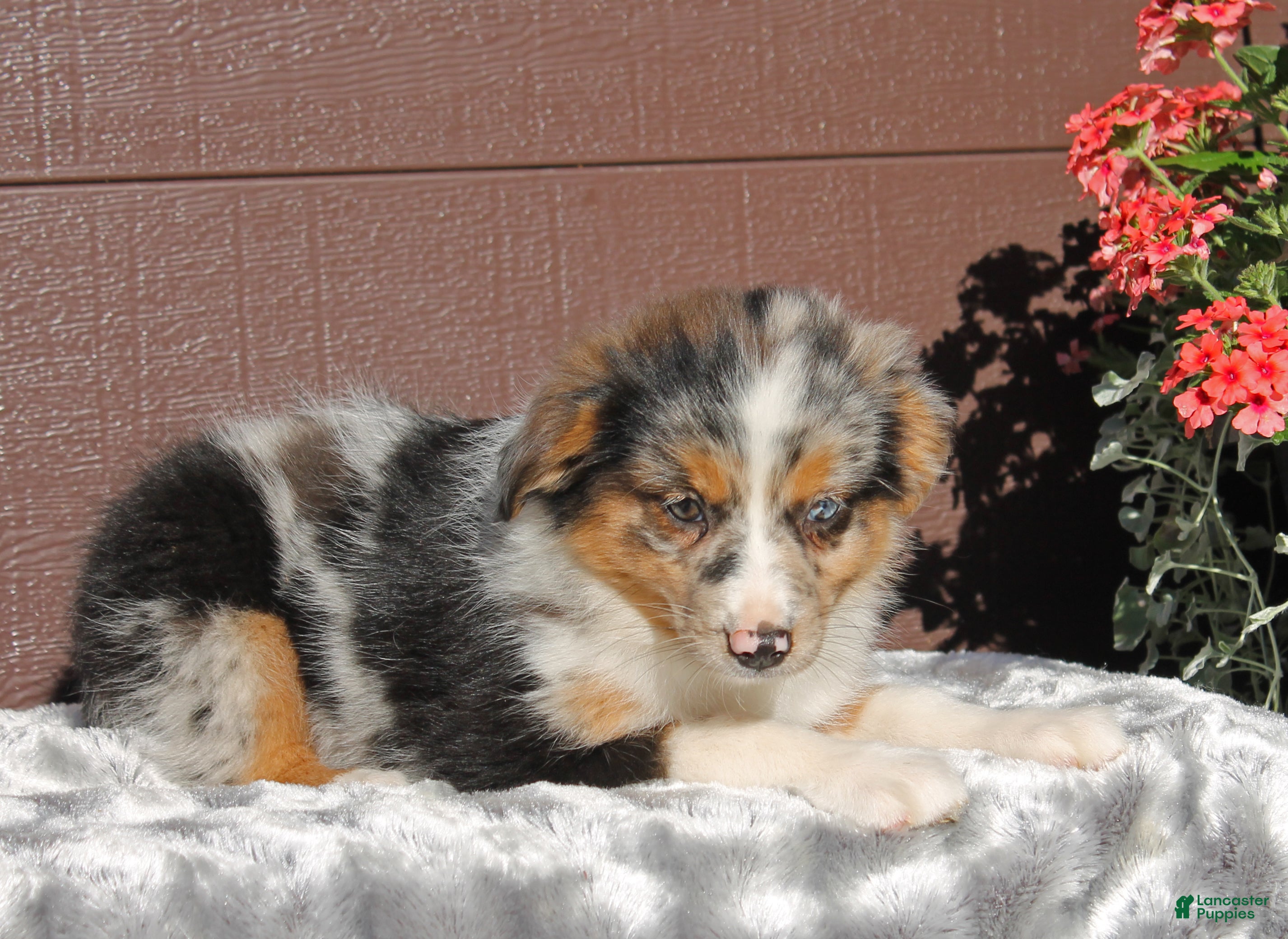 Miniature Australian Shepherd dogs Ashley - Ad 2