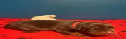 Doberman Pinscher dogs for sale: Obsidian Wildfire’s Tisiphone - Ad 5
