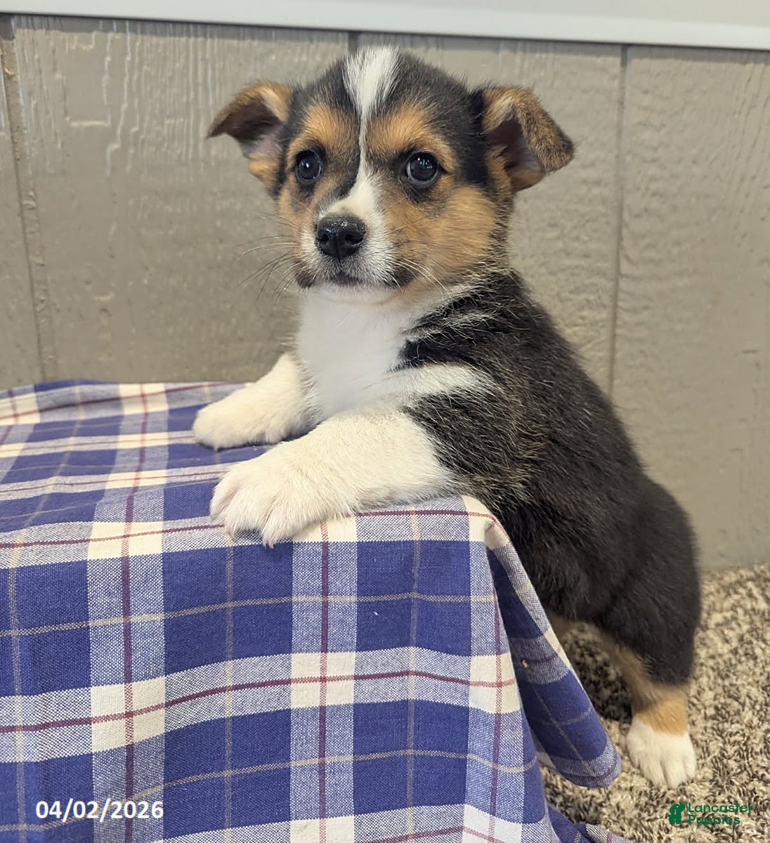 Welsh Corgi Pembroke dogs Freddy - Ad 1