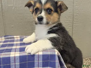 Welsh Corgi Pembroke dogs for sale: Freddy - Ad 3