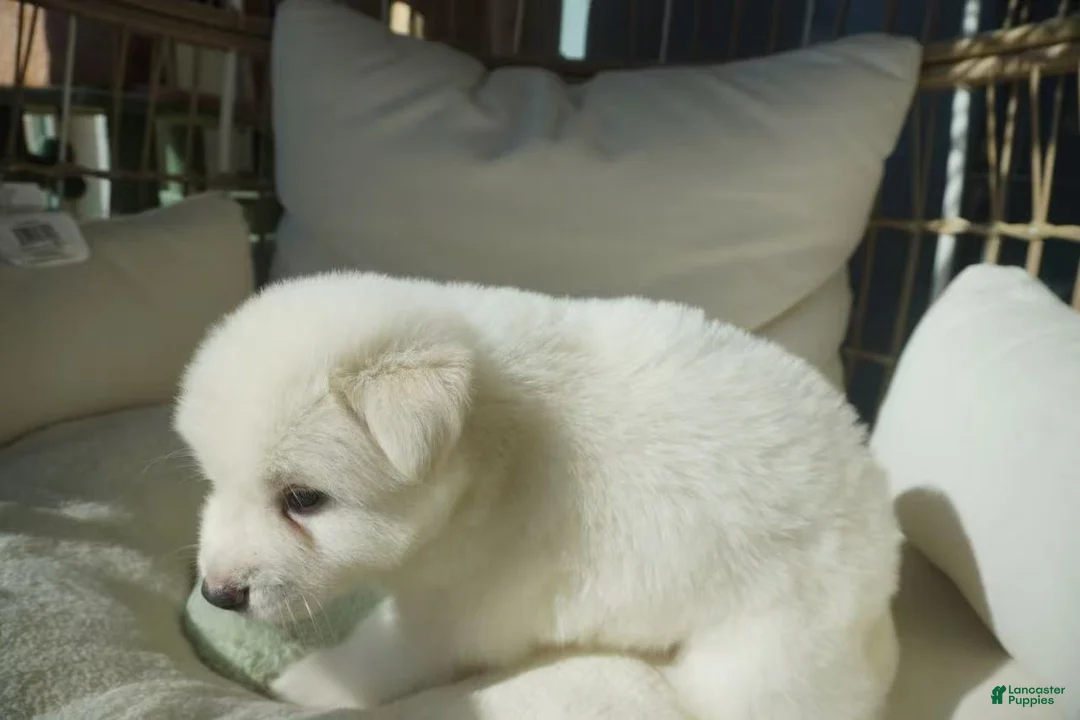 Alaskan Malamute dogs for sale: Coconut - Ad 13