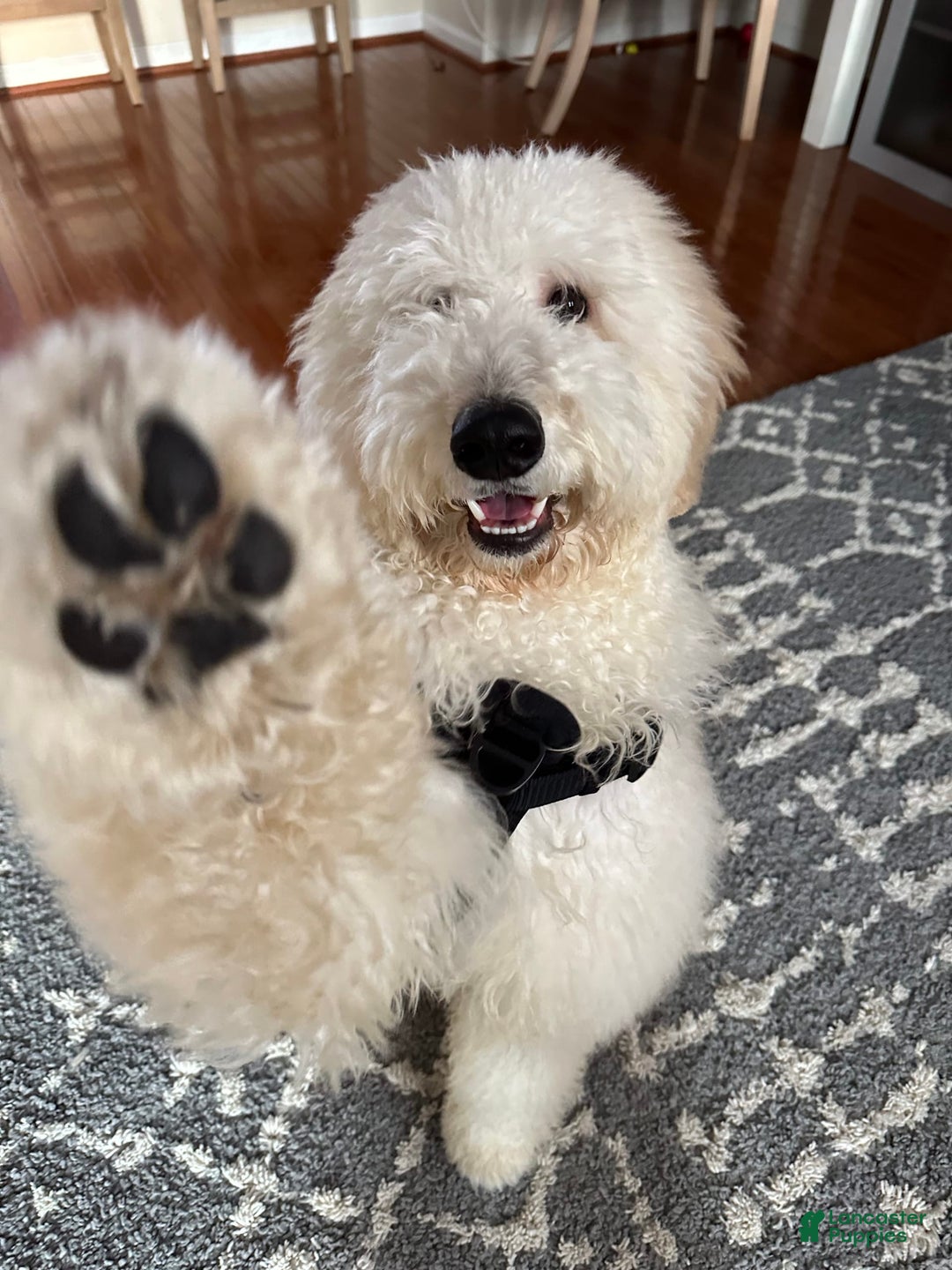 Gallery Image {{count}}