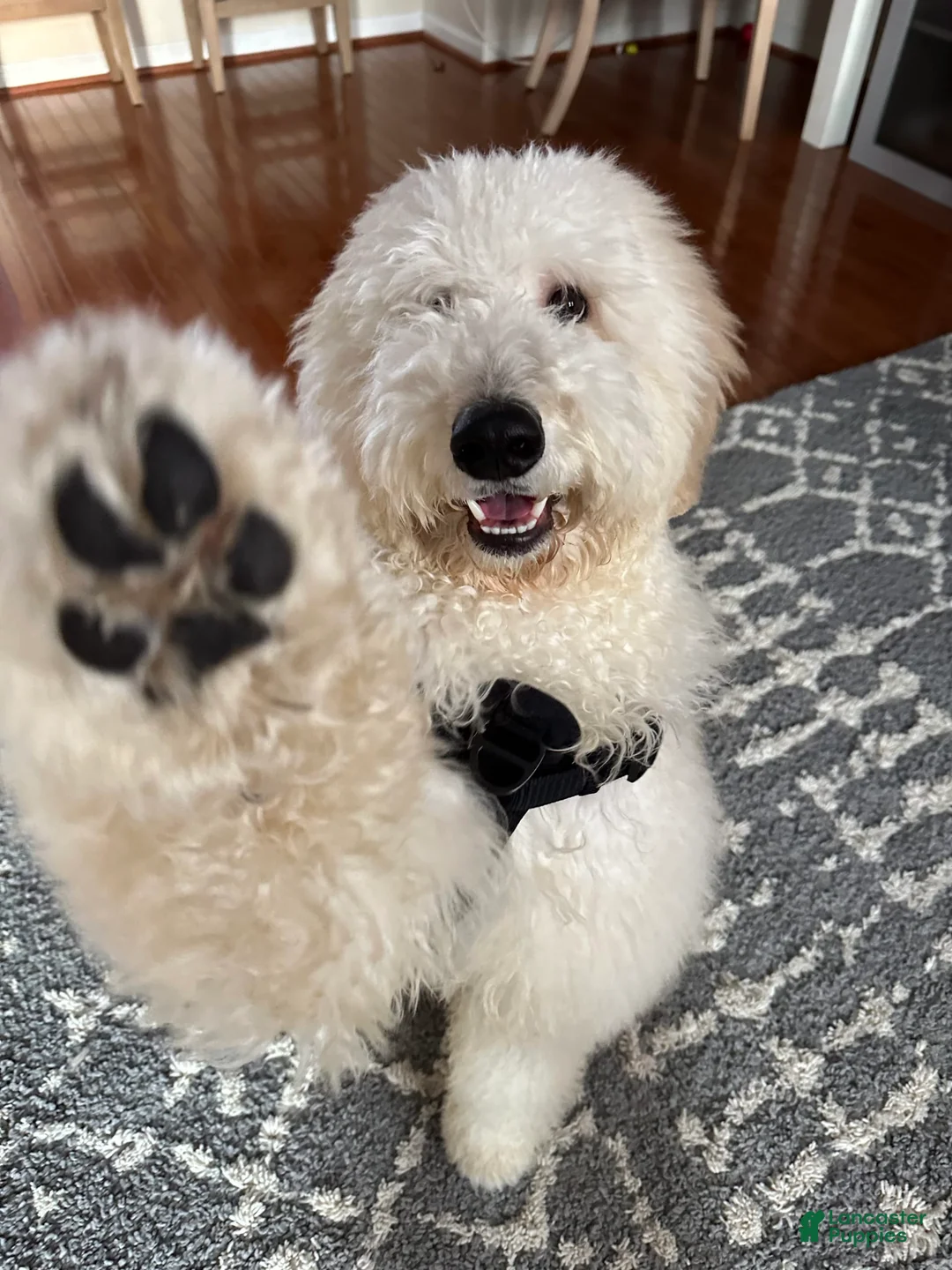 Gallery Image {{count}}