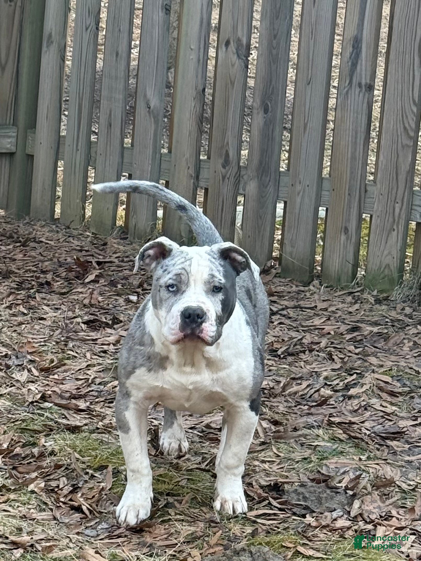 American Bully dogs American Bully Puppy 1 - Ad 1