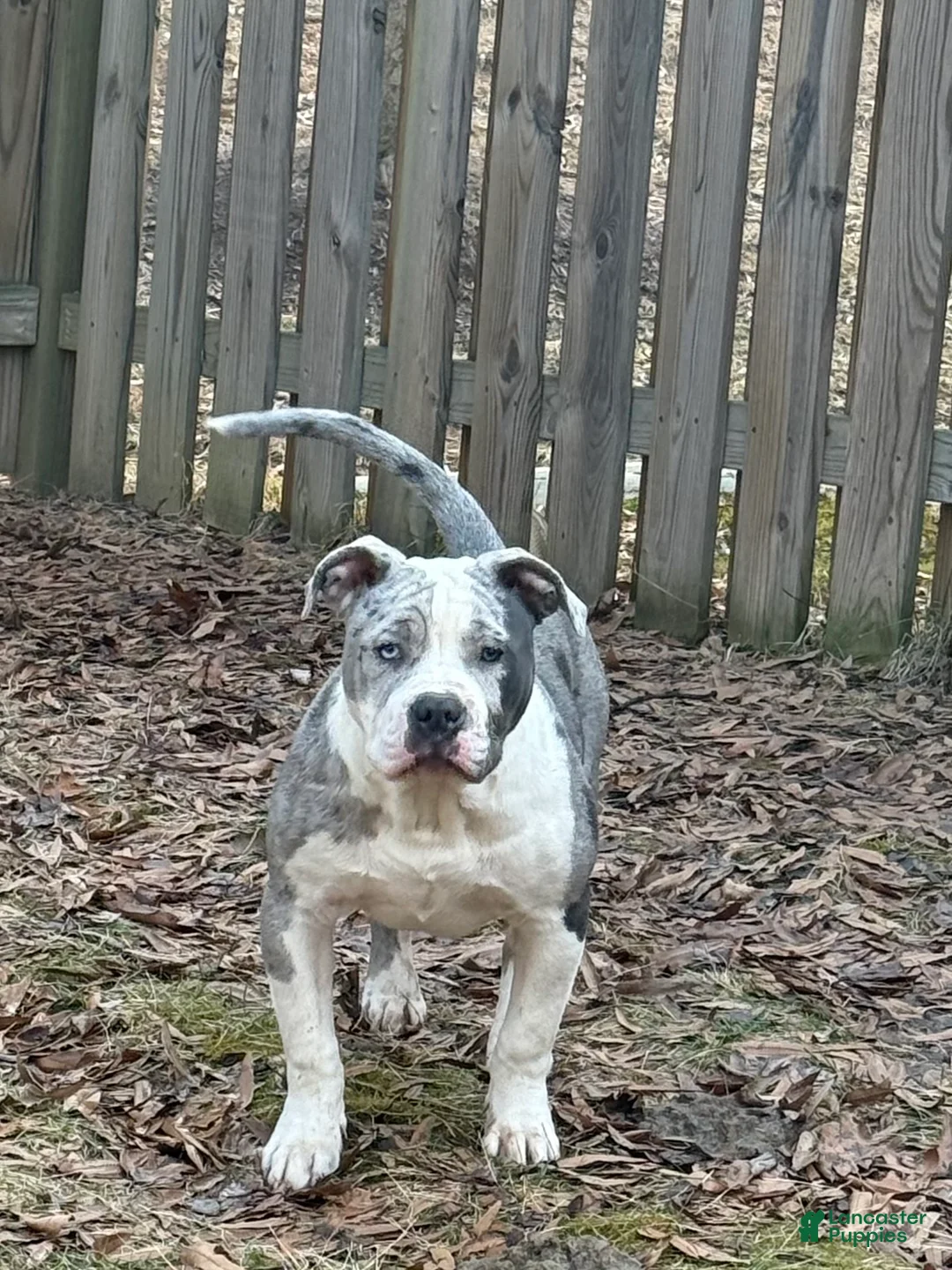 American Bully dogs for sale: American Bully Puppy 1 - Ad 1