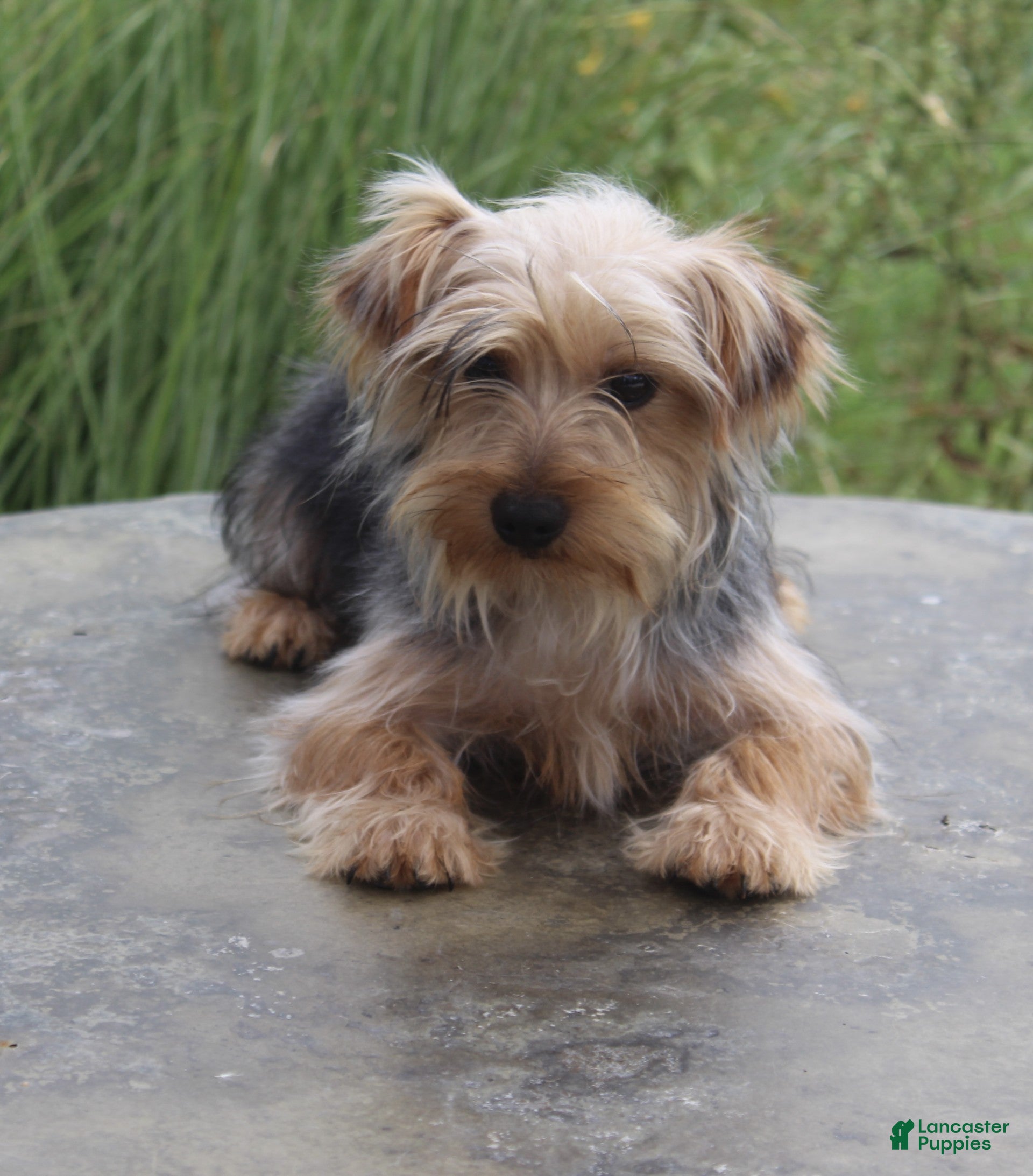 Yorkshire Terrier dogs Dash - Ad 2