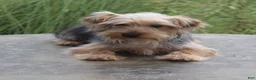 Yorkshire Terrier dogs for sale: Dash - Ad 2