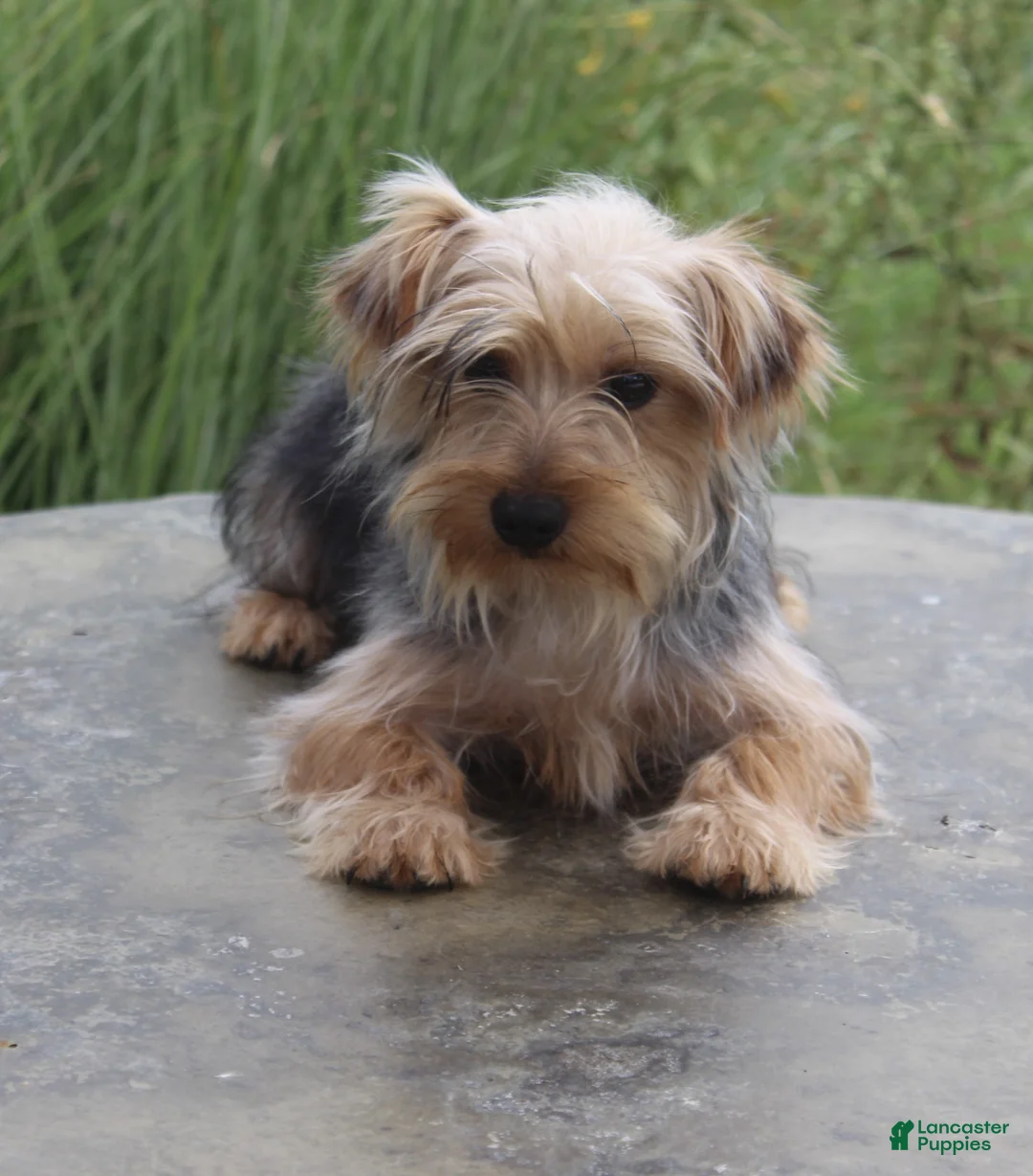 Yorkshire Terrier dogs for sale: Dash - Ad 2