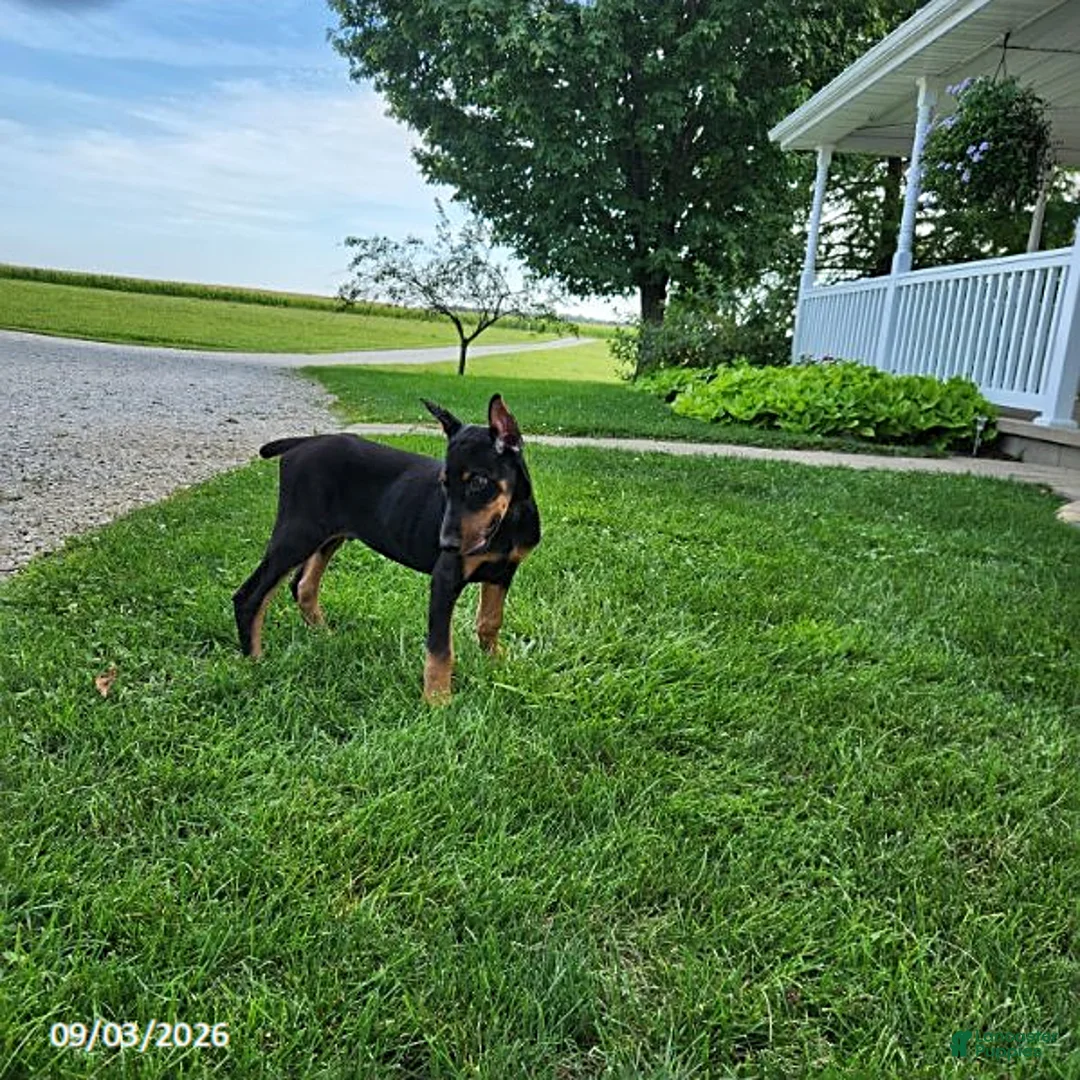 Doberman Pinscher dogs for sale: Knox - Ad 8