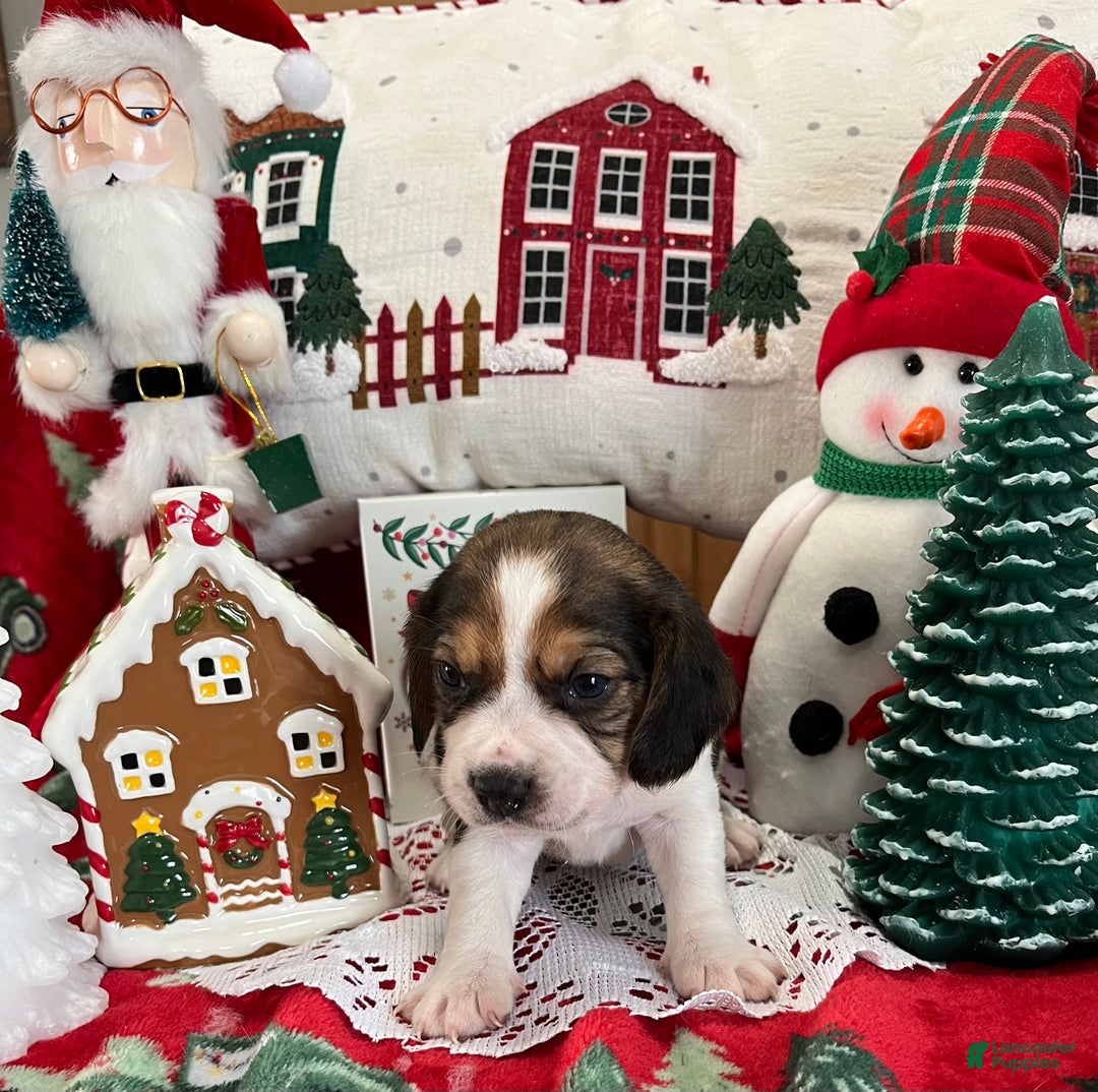 Beagle dogs for sale: Beagle Puppy 3 - Ad 4