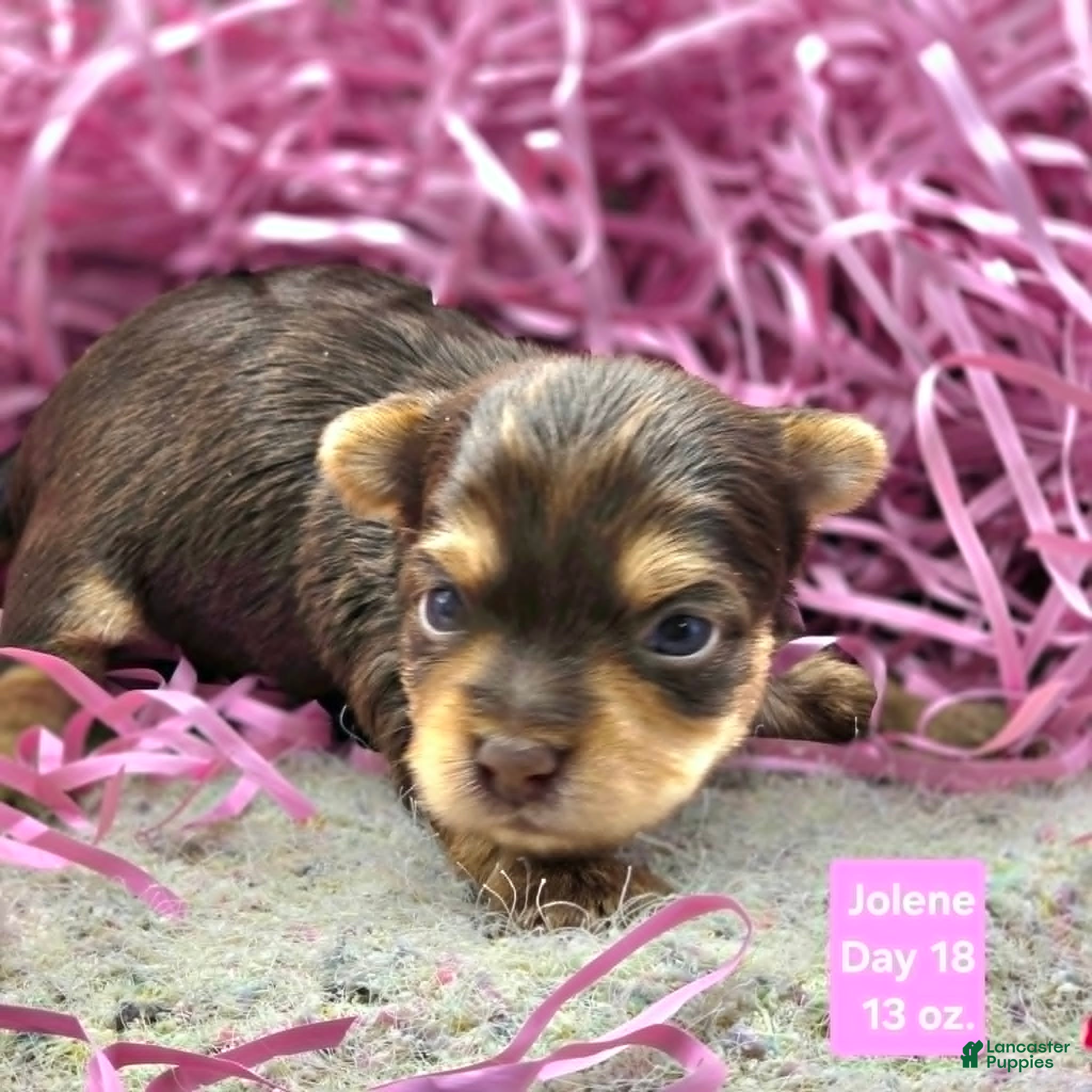 Yorkshire Terrier dogs Jolene - Ad 4