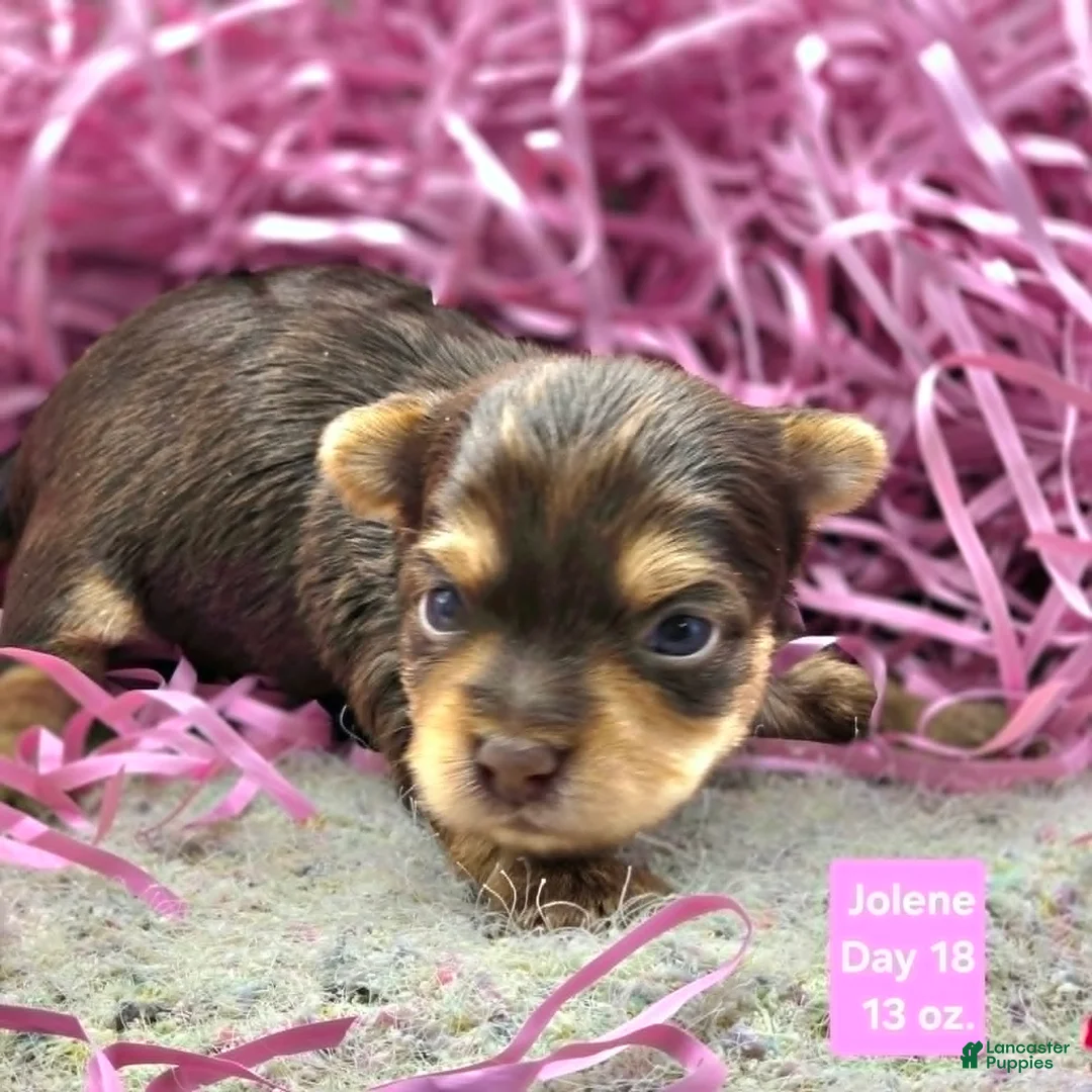 Yorkshire Terrier dogs for sale: Jolene - Ad 1