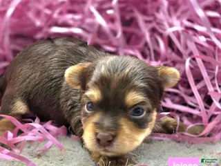 Yorkshire Terrier dogs for sale: Jolene - Ad 1