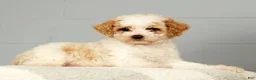 Miniature Poodle dogs for sale: Petunia - Ad 6