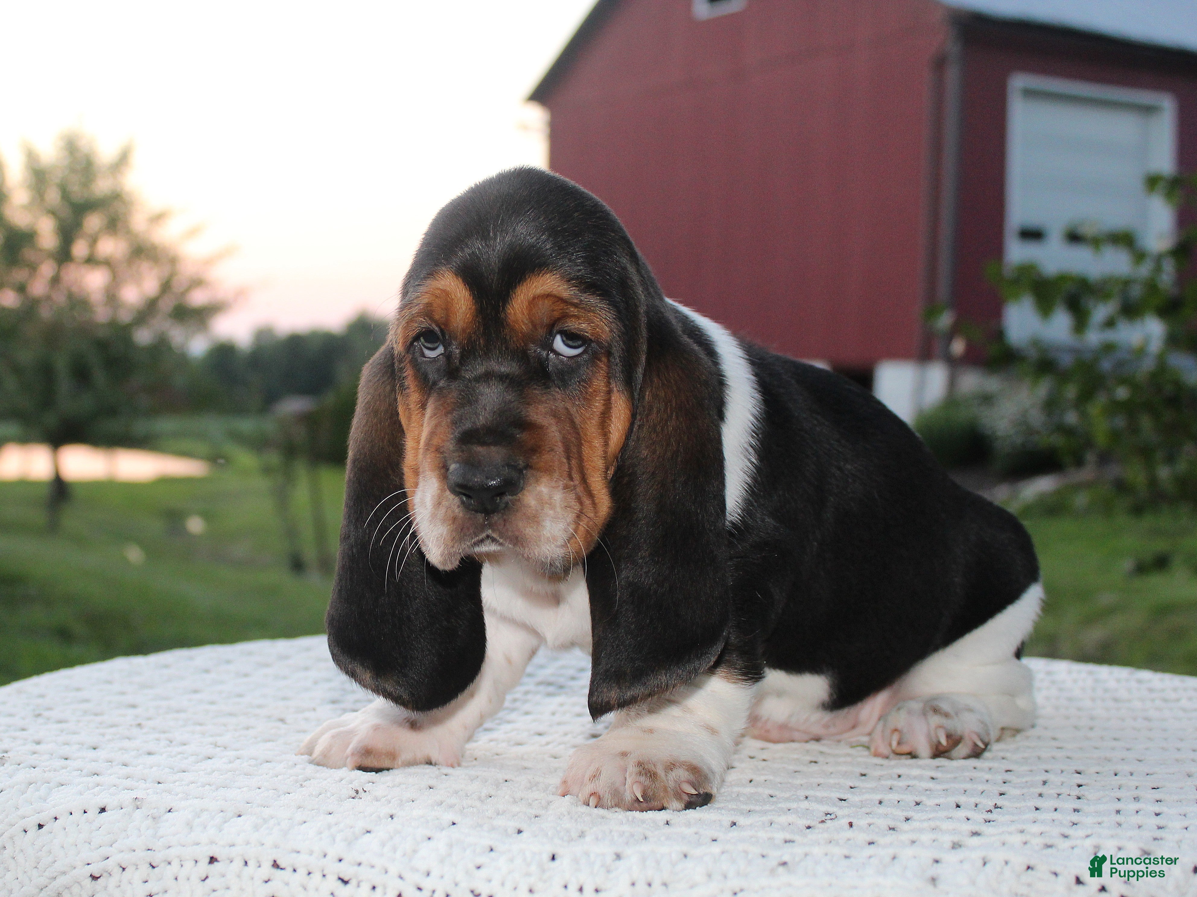 Basset Hound dogs Rocky - Ad 2