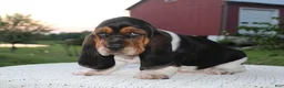 Basset Hound dogs for sale: Rocky - Ad 2