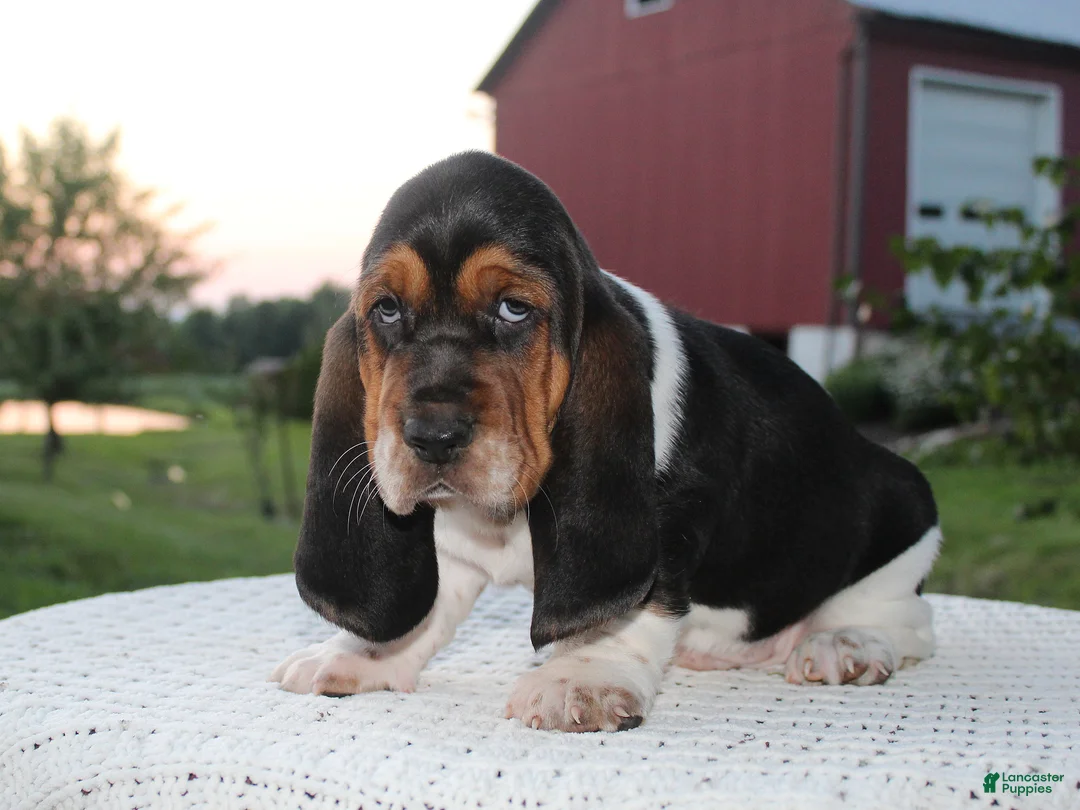 Basset Hound dogs for sale: Rocky - Ad 2