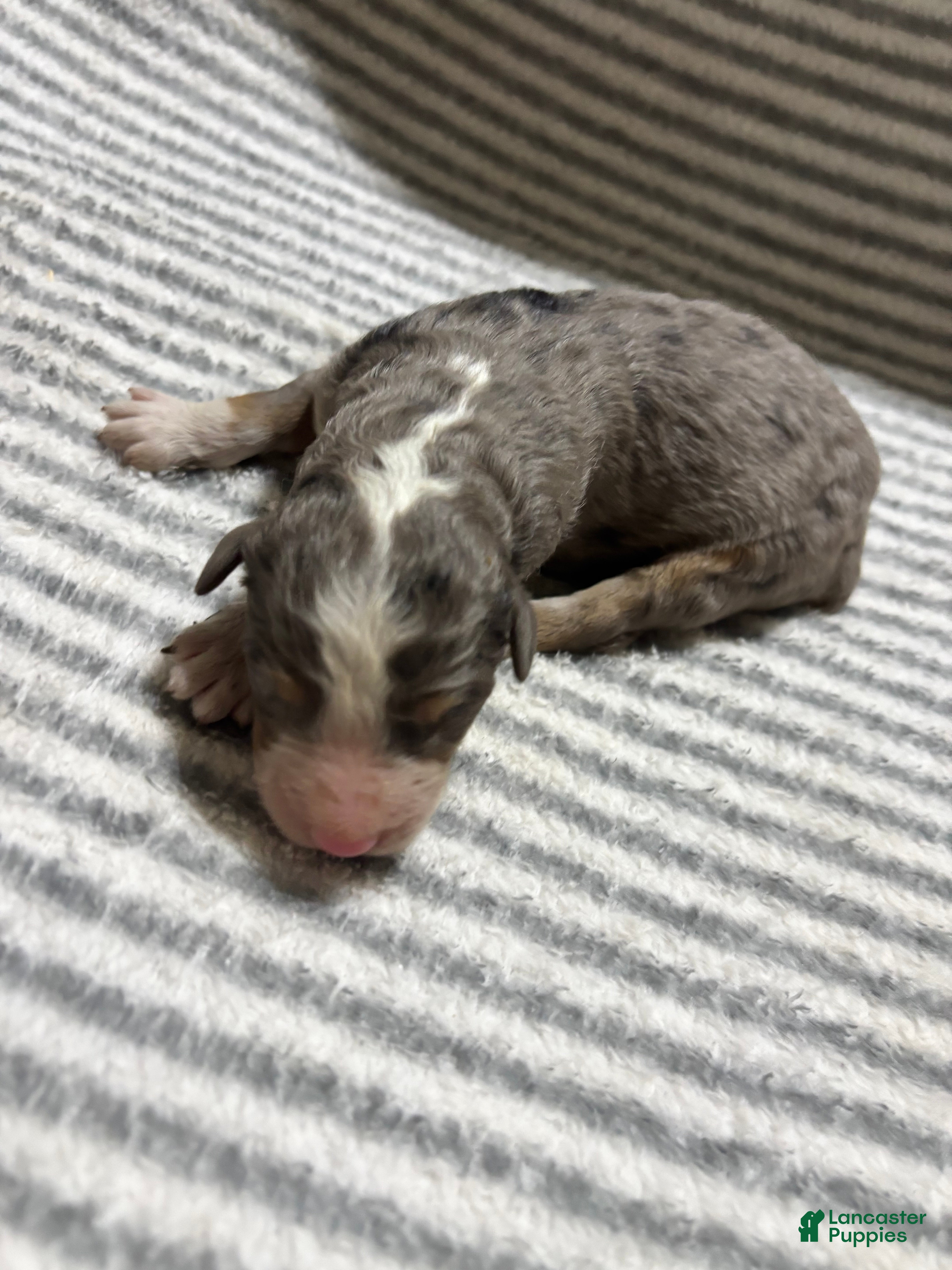 Aussiedoodle dogs Aussiedoodle 10 - Ad 2