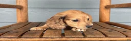 Miniature Dachshund dogs for sale: Burlap - Ad 4