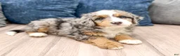 Mini Bernedoodle dogs for sale: Finley - Ad 3