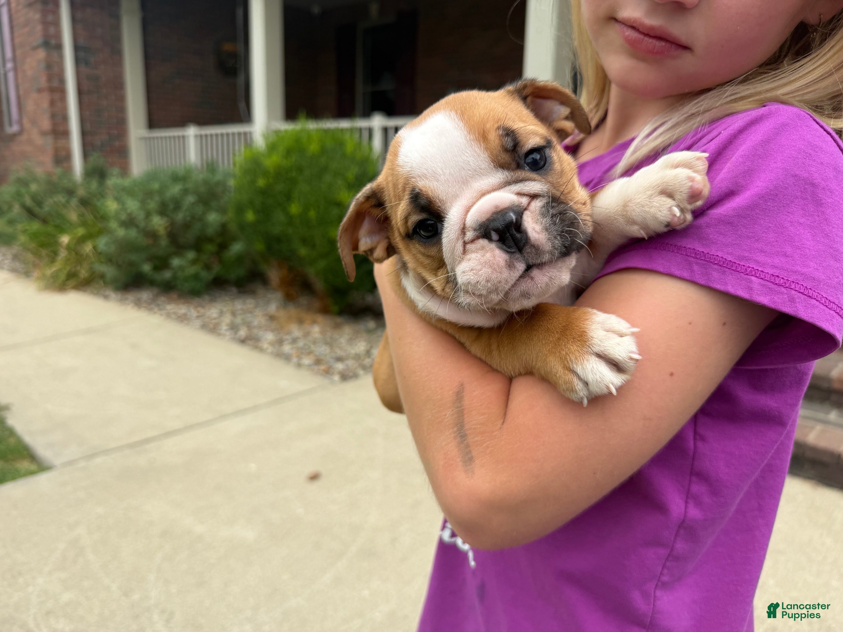 English Bulldog dogs Rudy - Ad 1