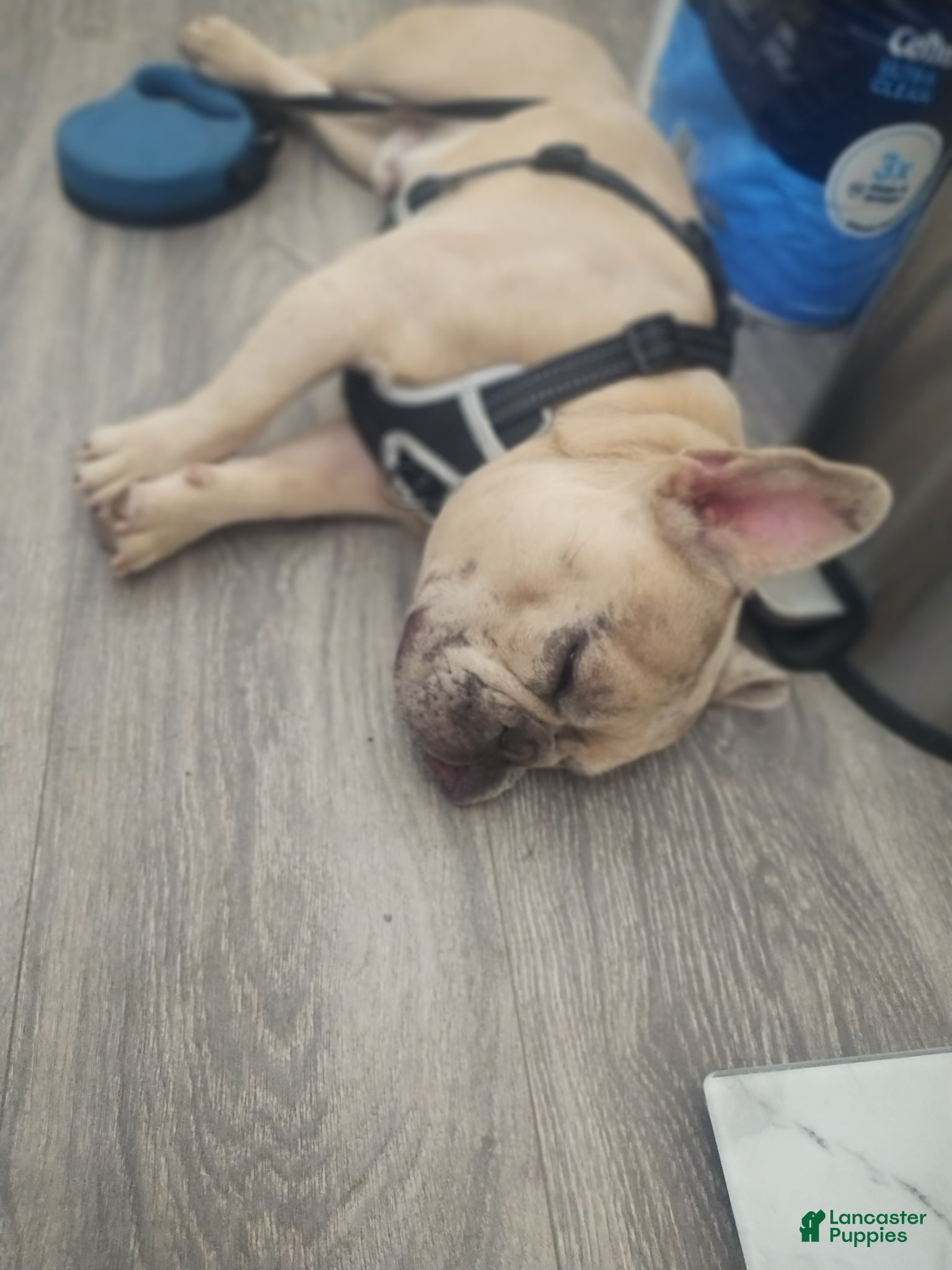 French Bulldog dogs French Bulldog Puppy 1 - Ad 24