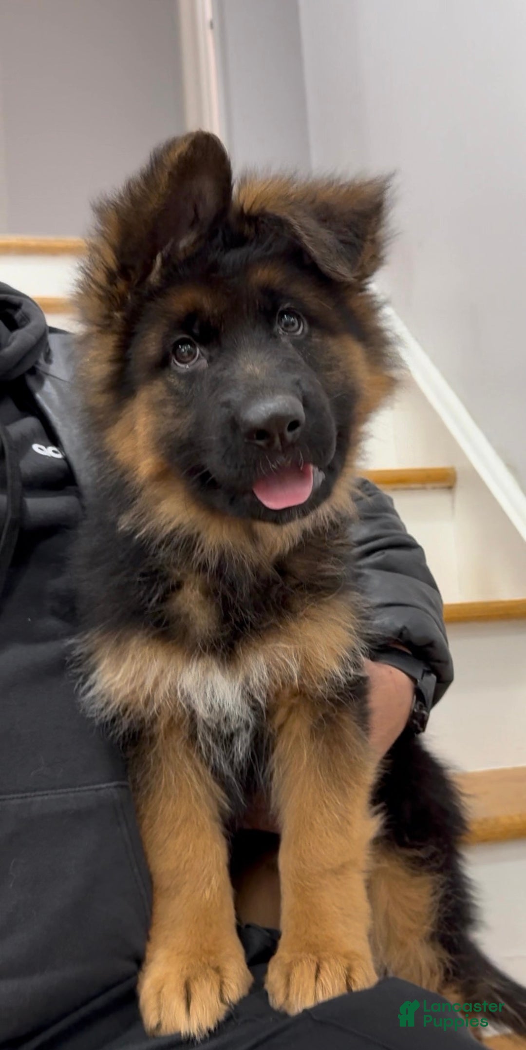 German Shepherd dogs for sale: Sugar - Ad 9