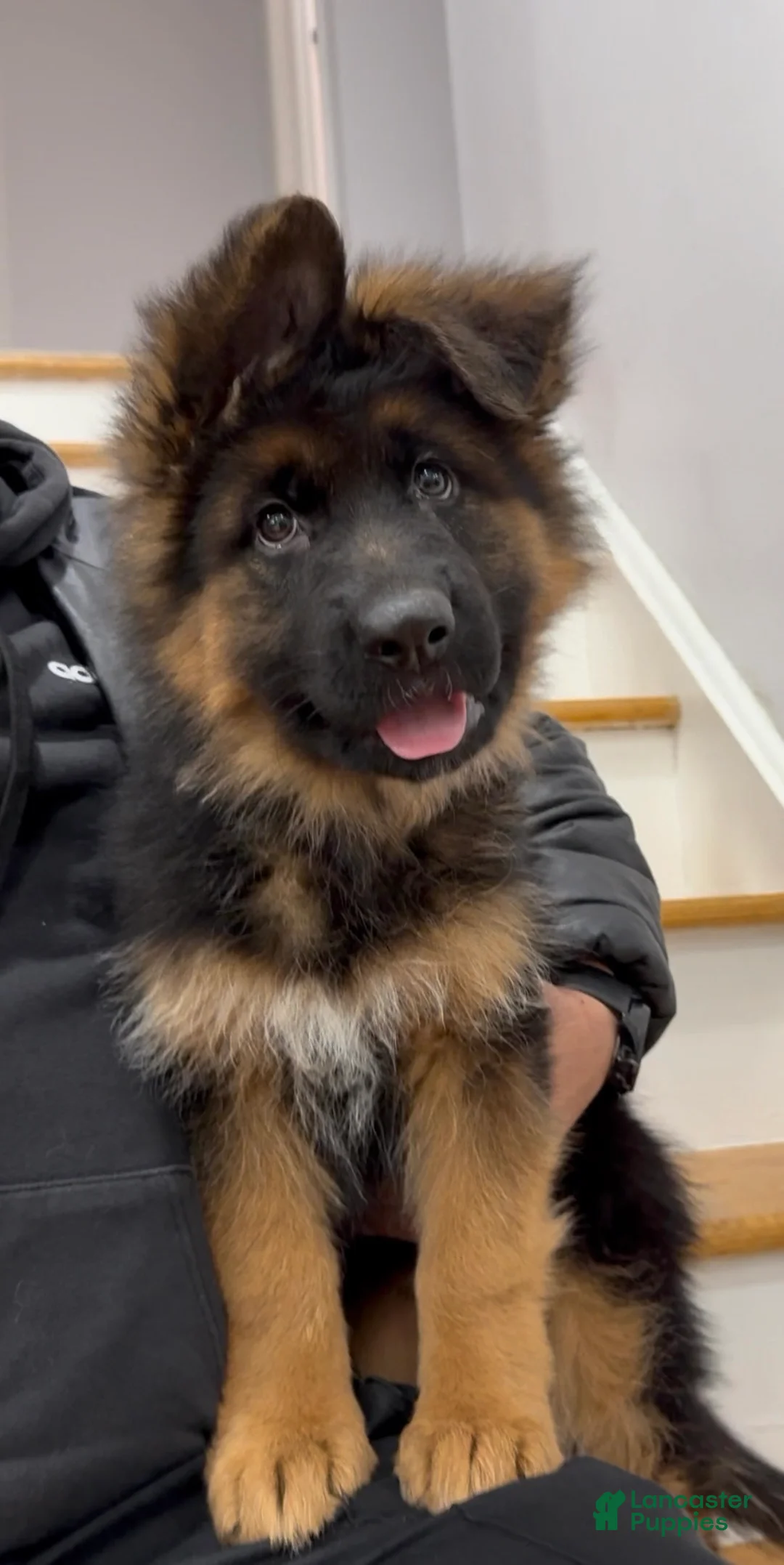 German Shepherd dogs for sale: Sugar - Ad 9