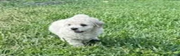 Bichpoo dogs for sale: Bichpoo Cutie Pie 1 - Ad 1
