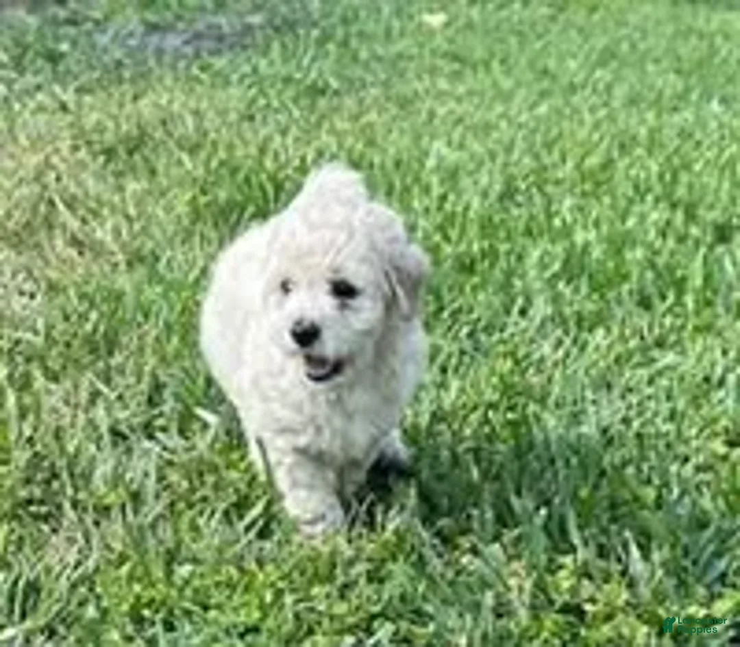 Bichpoo dogs for sale: Bichpoo Cutie Pie 1 - Ad 1