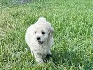 Bichpoo dogs for sale: Bichpoo Cutie Pie 1 - Ad 1