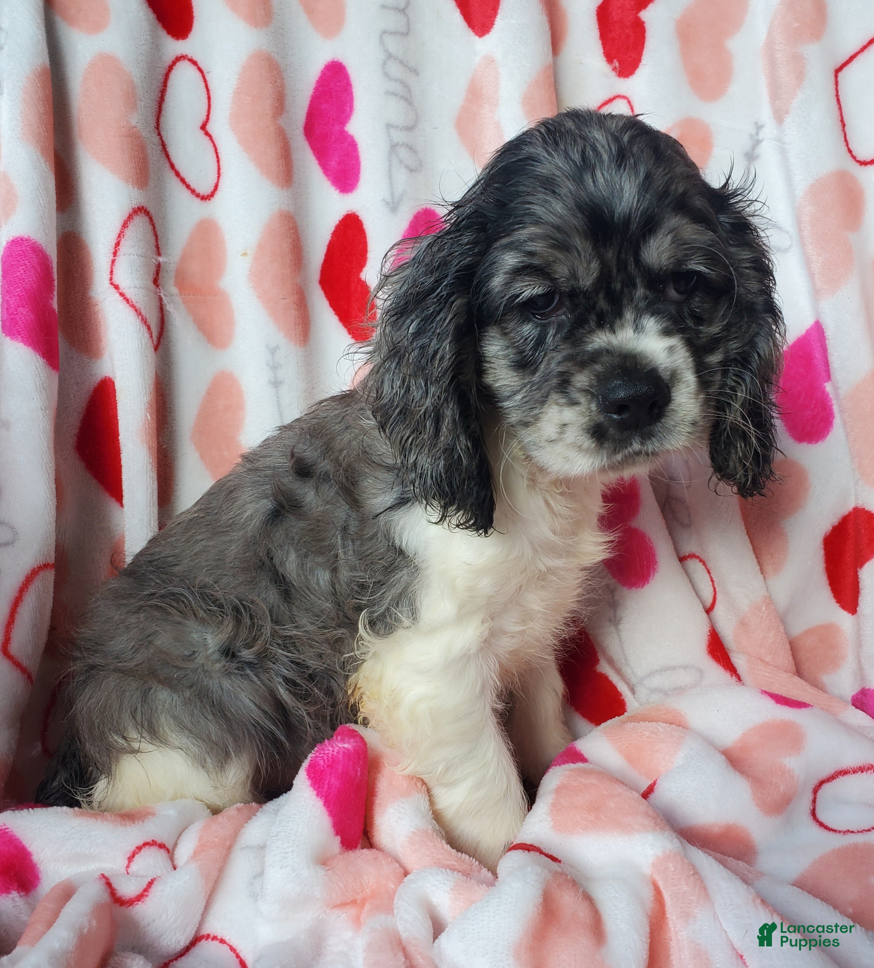 Cocker Spaniel dogs Nova - Ad 31