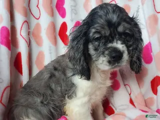 Cocker Spaniel dogs Nova - Ad 31