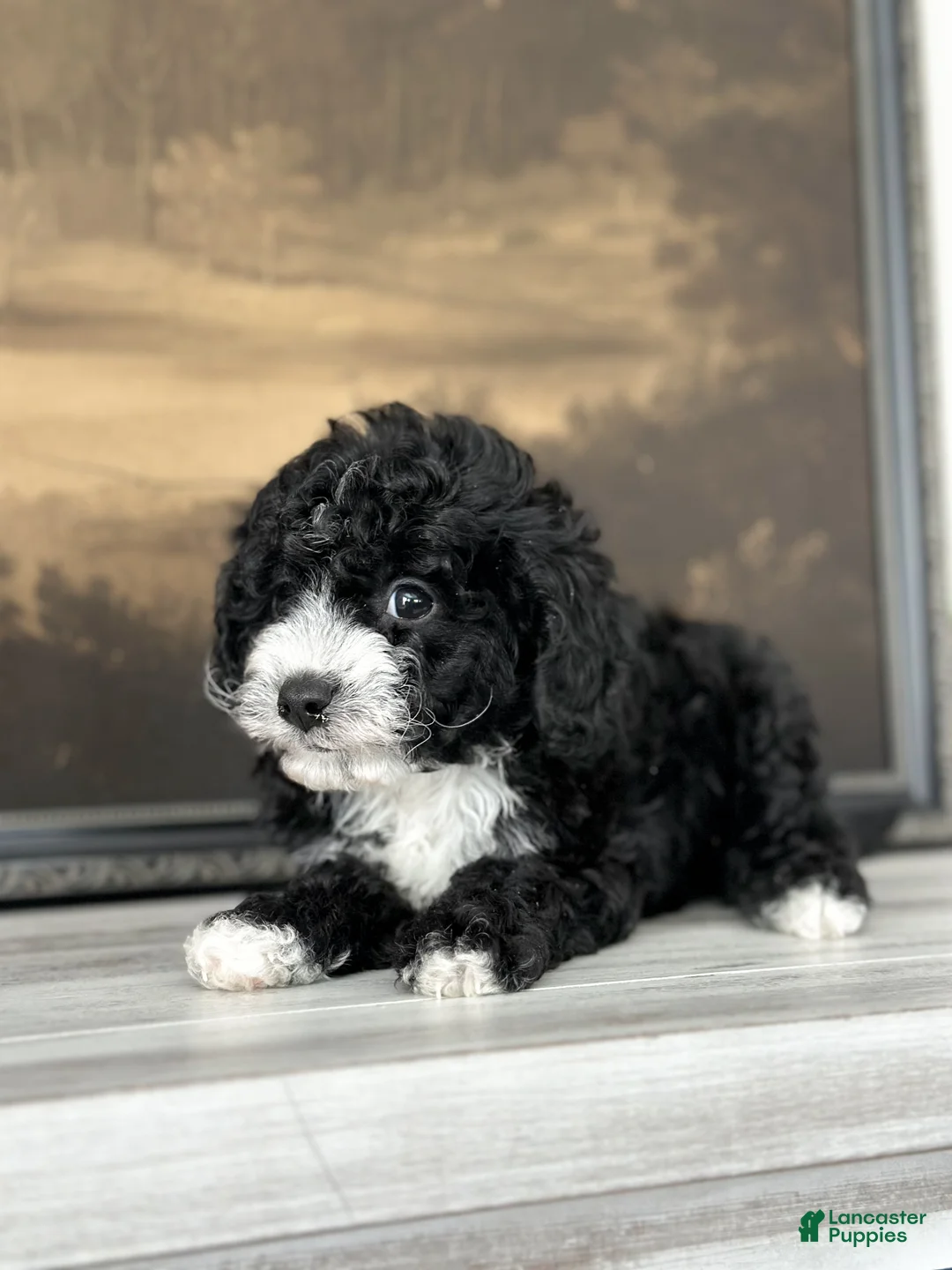 Cavachon dogs for sale: Bullseye - Ad 9