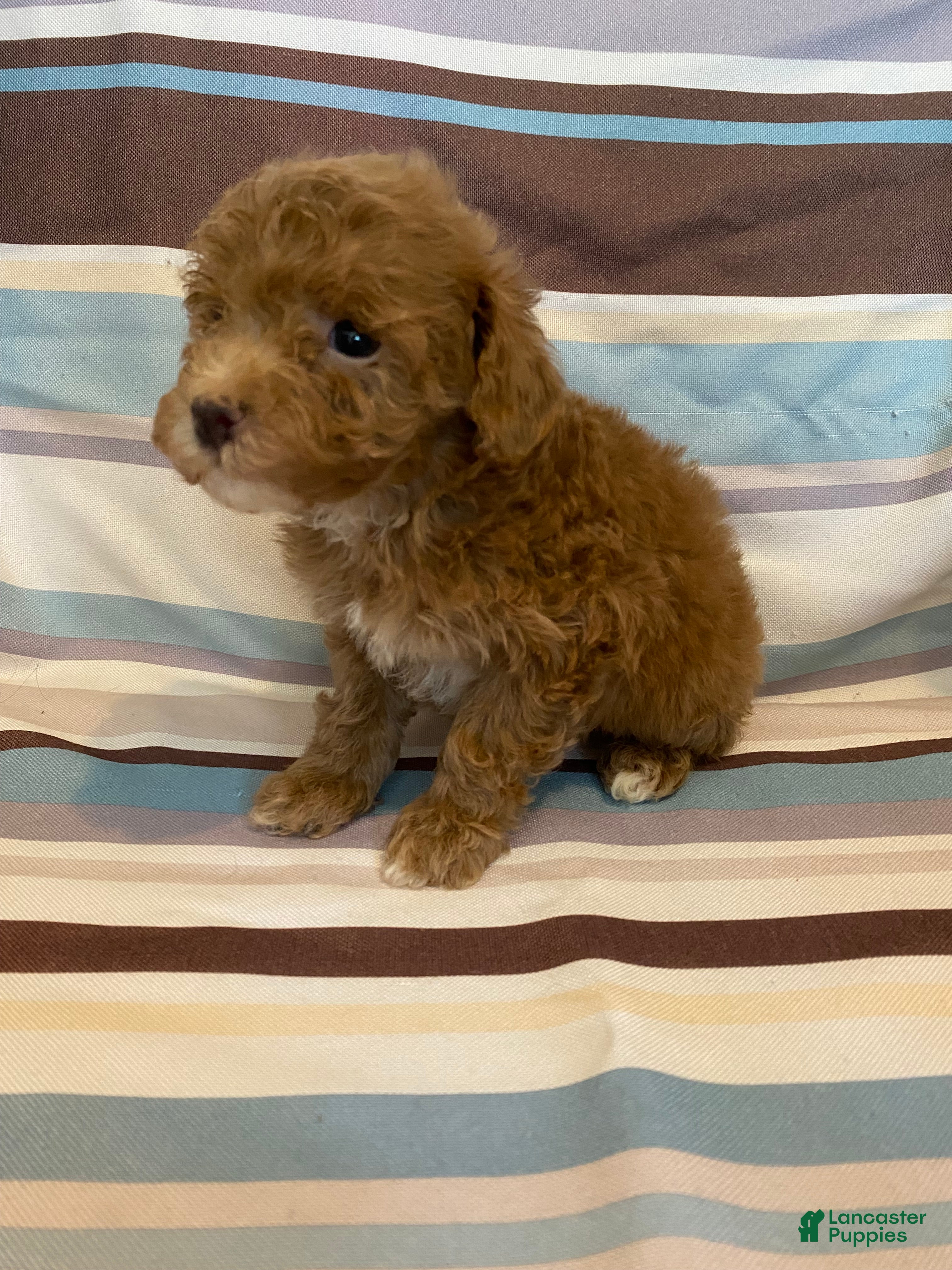 Mixed Breed dogs Red Abstract Female - Ad 2