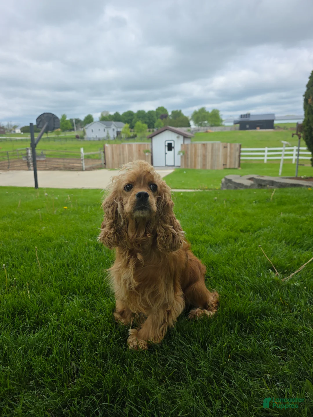 Cocker Spaniel dogs for sale: Leo - Ad 9