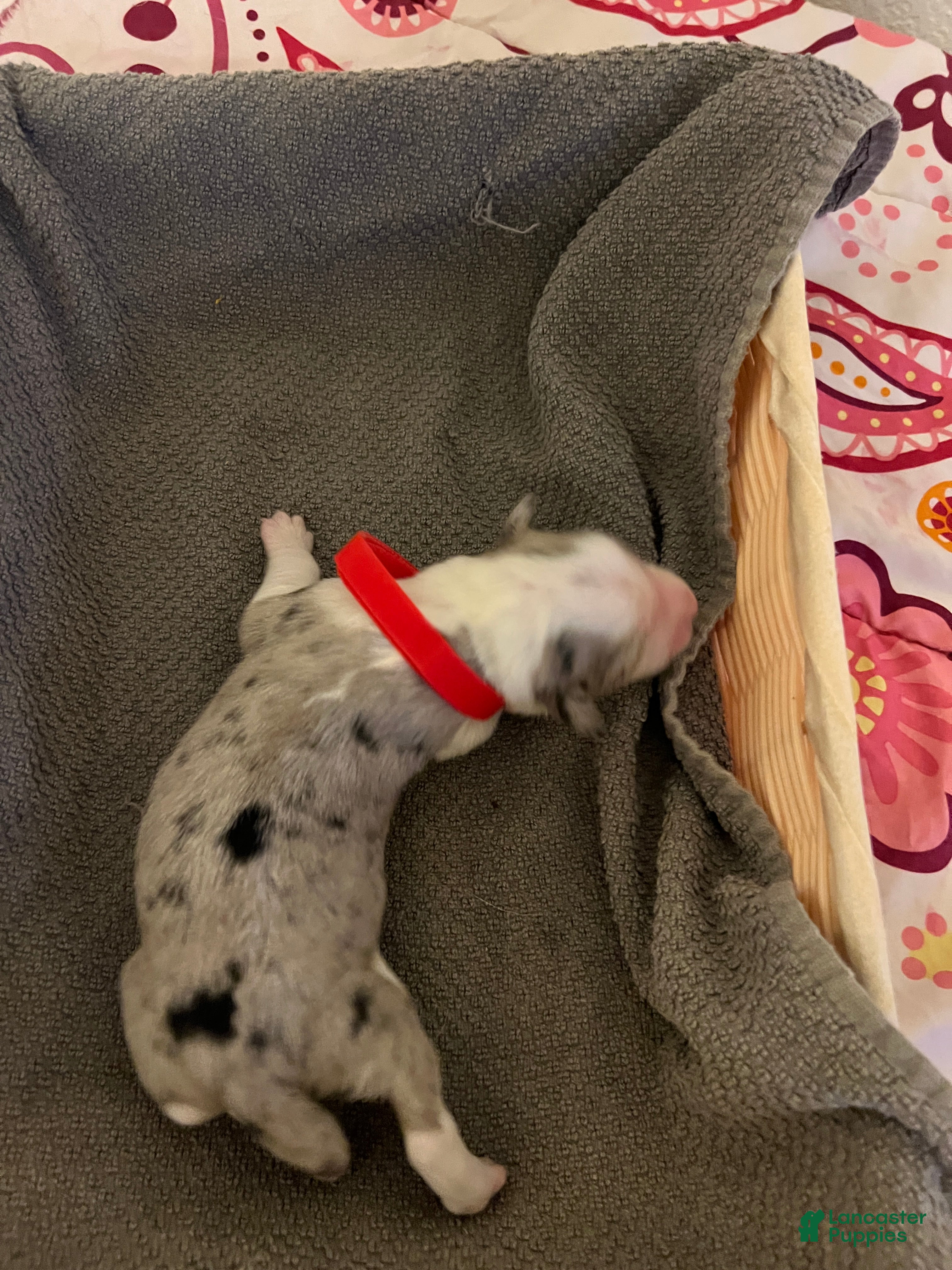 Mixed Breed dogs Red - Ad 36