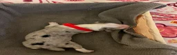 Mixed Breed dogs for sale: Red - Ad 1